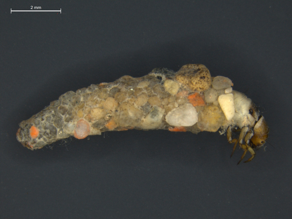 Apatania dalecarlica